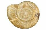 Polished Jurassic Ammonite (Perisphinctes) - Madagascar #256007-1
